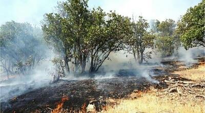 مهار آتش سوزی در جنگل های بلوط کوه چنار فارس