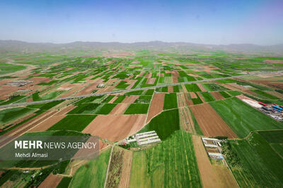 فرش سبز زمین