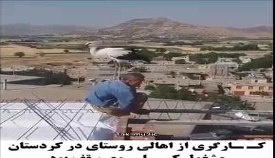 لک‌لک مهربان و کارگر پرتلاش؛ تصویری احساسی از همزیستی زیبای انسان و طبیعت در بالای پشت‌بام!