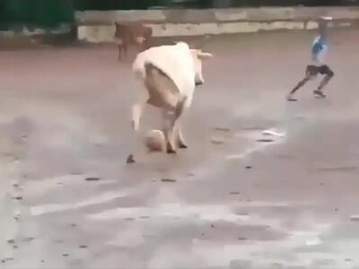 فیلم فوتبال هیجان انگیز بین مردم و گاو
