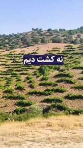 کاشت هندوانه در دل کویر؛ بدون چاه، بدون آبیاری / وزارت جهاد کشاورزی الگو بگیرد! + فیلم