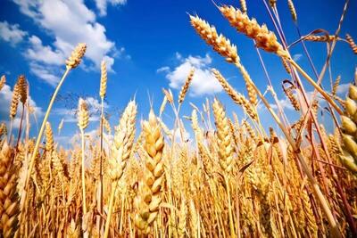 کاهش ۵۰ درصدی خرید تضمینی گندم در لرستان