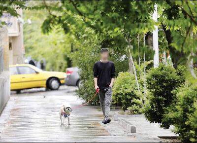 سگ‌گردانی در تهران، اصفهان، مشهد و تبریز ممنوع شد! جزئیات طرح جدید - ویدائو مگ