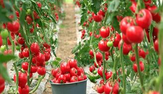 گلخانه‌هایی که با بذر هیبریدی خودکفایی می‌کارند