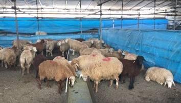 هشدارهای جدی درباره ذبح دام در عید قربان
