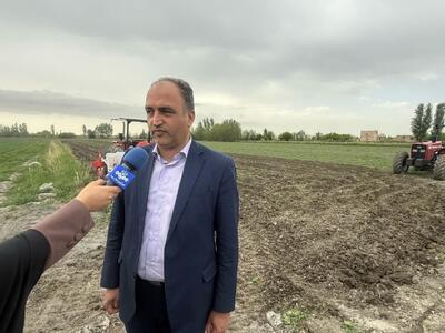 کشت بیش از ۷۳ هزار هکتار حبوبات در دیم زار‌های آذربایجان غربی