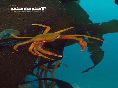گونه ای از خرچنگ رنگارنگ به نام Kelp North