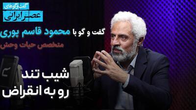 سید محمود قاسم پوری -متخصص حیات وحش- از وضعیت بحرانی گونه‌های جانوری ایران می‌گوید: انقراض یوزپلنگ و پلنگ نوک کوه یخ است/ از بزرگترین پرنده ایران فقط ۲۰ تا مانده/ گوزن زرد دیگر در طبیعت وجود ندارد/ ماهیان خاویار هم در آستانه انقراض اند(فیلم)