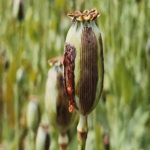 شناسایی پایتخت تریاک در ایران