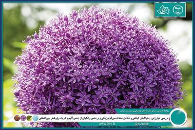 ایران جایگاهی استثنایی به‌ عنوان یکی از مهم‌ترین مراکز تنوع زایی و بوم زادی جنس پیاز دارد 