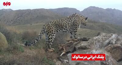 تصاویری نادر از پلنگ در حال تغذیه از لاشه گراز در پارک ملی سالوک
