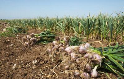 آغاز برداشت بیش از ۷۵۰۰ تُن سیر از مزارع شهرستان عجب‌شیر