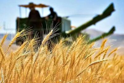 گزارش برخط دیوان محاسبات کشور از وضعیت پرداخت‌های مرتبط با خرید تضمینی گندم