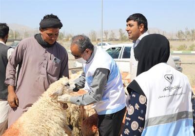 ورود 27 هزار رأس دام زنده به سیستان وبلوچستان برای عید قربان - تسنیم