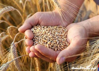 ۷۰ درصد مطالبات گندمکاران پرداخت نشده است