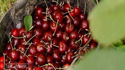 برداشت گیلاس در خراسان شمالی + فیلم