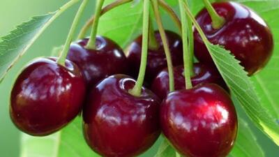 یاقوت های قرمز در سبد باغداران گلستانی
