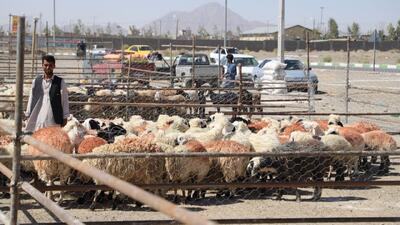 ورود گسترده دام زنده به سیستان و بلوچستان برای نیاز عید قربان با نظارت بهداشتی دامپزشکی