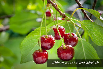 طرز نگهداری گیلاس در فریزر برای مدت طولانی + نحوه فریز کردن گیلاس برای زمستان