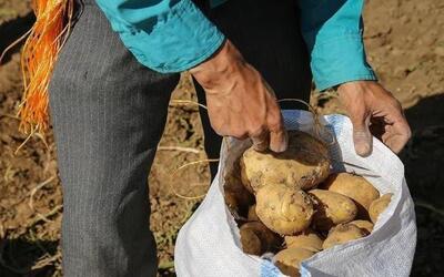 شناسایی و احضار دلالان سیب‌زمینی در گلستان