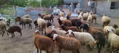 قیمت دام زنده برای عید قربان چند تومان است؟