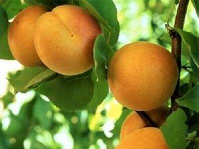 افزایش پنج برابری سطح باغ های زردآلو در بیضا