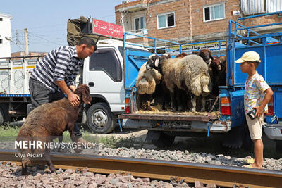 فروش دوره گردی دام در مازندران؛ گوشت در کانال حیرانی!