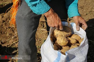 شناسایی و احضار دلالان در بازار عرضه و فروش سیب‌زمینی در استان گلستان/ تعقیب قضایی در انتظار مدیرانی که با ترک فعل خود موجب ضرر به کشاورزان شده‌اند