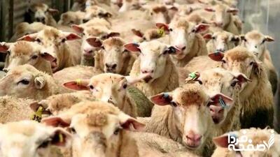 قیمت گوسفند زنده برای عید قربان چند؟ + جزئیات