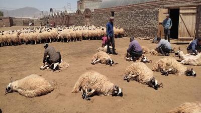 آغاز فصل برداشت پشم گوسفند ماکوئی درمنطقه یکانات مرند