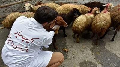 نظارت ویژه بر کشتار دام  به مناسبت عید قربان در قم