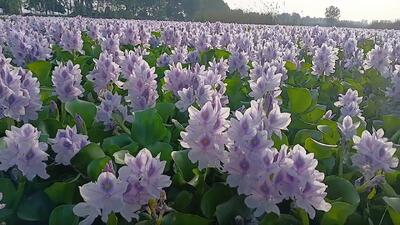 گسترش سنبل‌های آبی بلای جان تالاب روستای آغوربن شد + فیلم