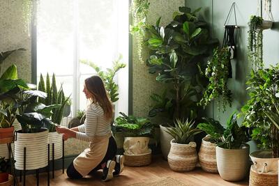 چند گیاه آپارتمانی برای خنک شدن خانه(+عکس)