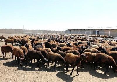 قیمت جدید دام زنده در آستانه عید قربان اعلام شد