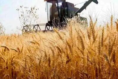 پیگیری مطالبات گندمکاران به کجا رسید؟