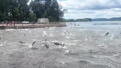 ببینید؛ پرش صدها ماهی از دریاچه‌ای در چین صحنه‌ای دیدنی خلق کرد