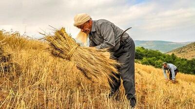 بهره‌وری پایین و ضعف مکانیزاسیون در کشاورزی ایران/ راهکار چیست؟