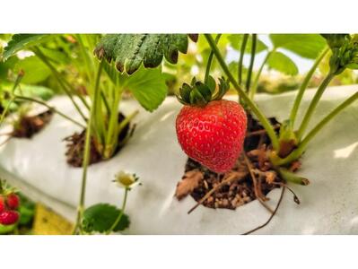 کارآفرین روستای احمدآباد کلیج 5 نفر را مشغول به کار کرد