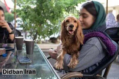 ممنوع شدن سگ‌گردانی در خرم‌آباد