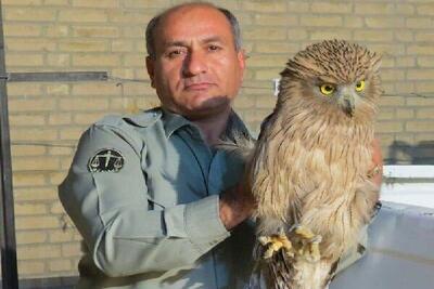 فرمانده یگان سازمان حفاظت محیط زیست: پیگیر شناسایی ضاربان شهید دیده‌بان هستیم
