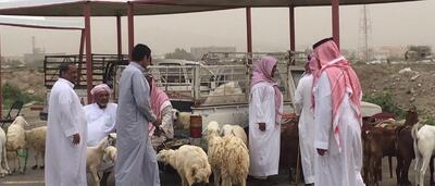 متوسط قیمت گوسفند در کشورهای عربی در آستانۀ عید سعید قربان