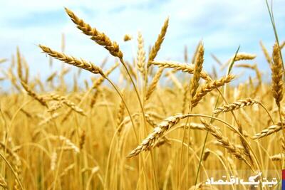 پرداخت تنها ۱۵ همت به گندم‌کاران از ۵۲ همت خرید تضمینی‌