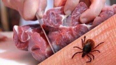 کشتار غیرمجاز دام، عامل شیوع تب کریمه کنگو