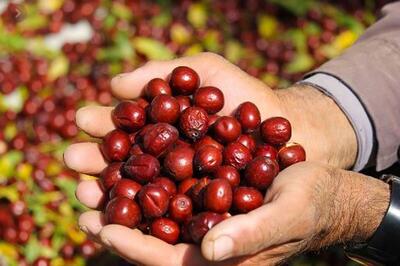 خواص باورنکردنی عناب