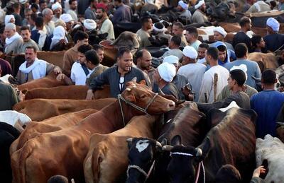بازار فروش احشام برای عید قربان در شهر قاهره مصر
