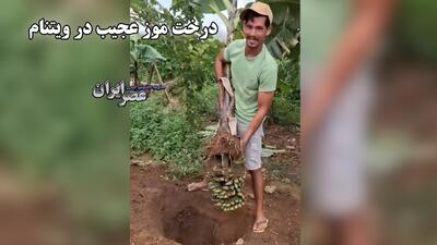 درخت موز عجیب در ویتنام