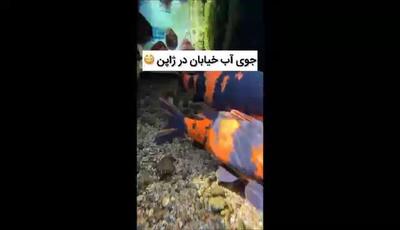 نمایش زیبایی بی‌نظیر جوی‌های آب تمیز ژاپن؛ تجربه‌ای تصویری که حیات منحصر به فرد ماهی‌ها و لاک‌پشت‌های درون آن را به نمایش می‌گذارد!