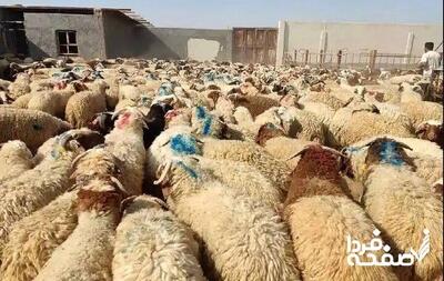 ۶ جایگاه ذبح بهداشتی دام در شیراز برای عید قربان راه‌اندازی شد + آدرس دقیق