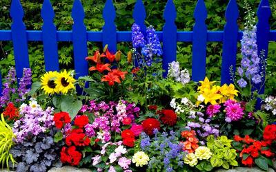 گل های باغچه ای: از گل های مناسب فصل بهار و تابستان تا ۴۶ گل باغچه‌ای