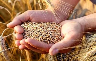 مطالبات گندمکاران تا ۱۰ روز دیگر پرداخت می‌شود
